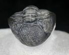Arched Phacops Trilobite - Great Eyes #20649-4